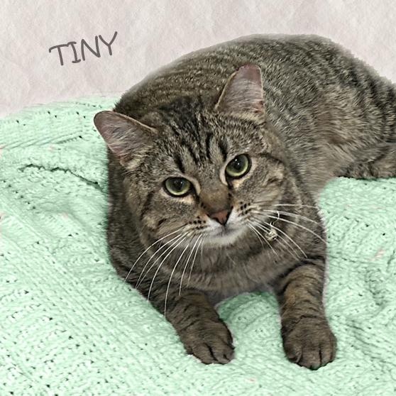 Tiny Avo 5/24 bonded w/Mama