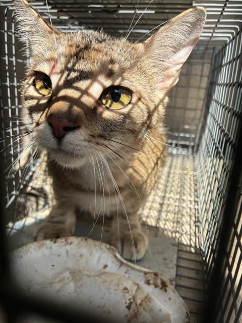 SKRUNKLEZ, Adoptable, Young Female Domestic Short Hair.