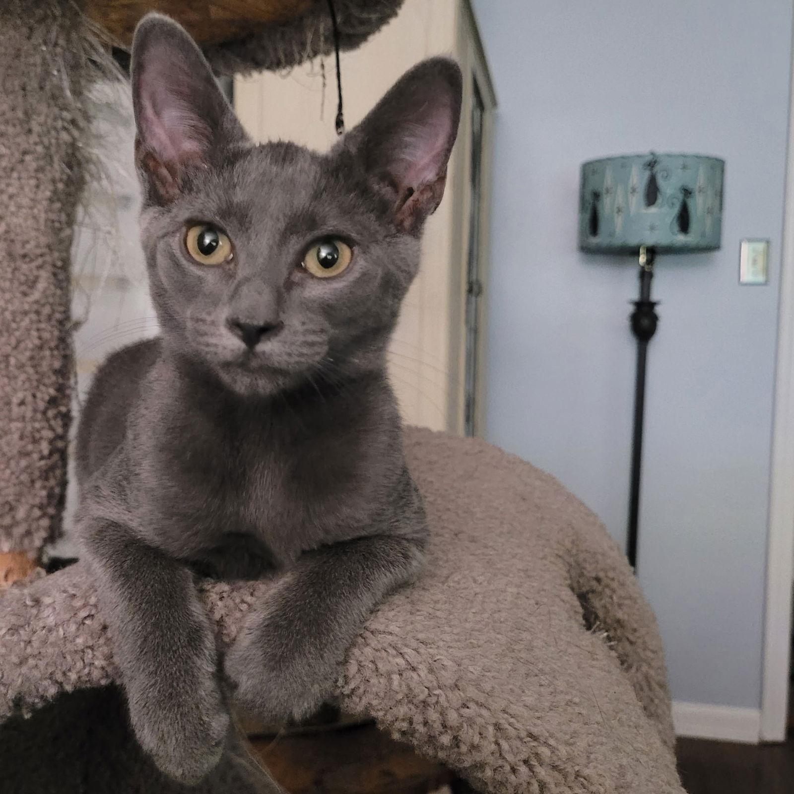 Enlarge Bridget, a Adopted Domestic Short Hair in Oviedo, FL image 1/3