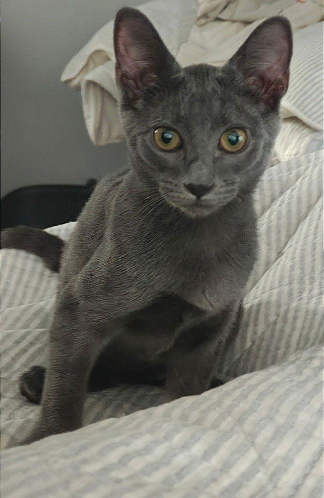 Enlarge Bridget, a Adopted Domestic Short Hair in Oviedo, FL image 2/3