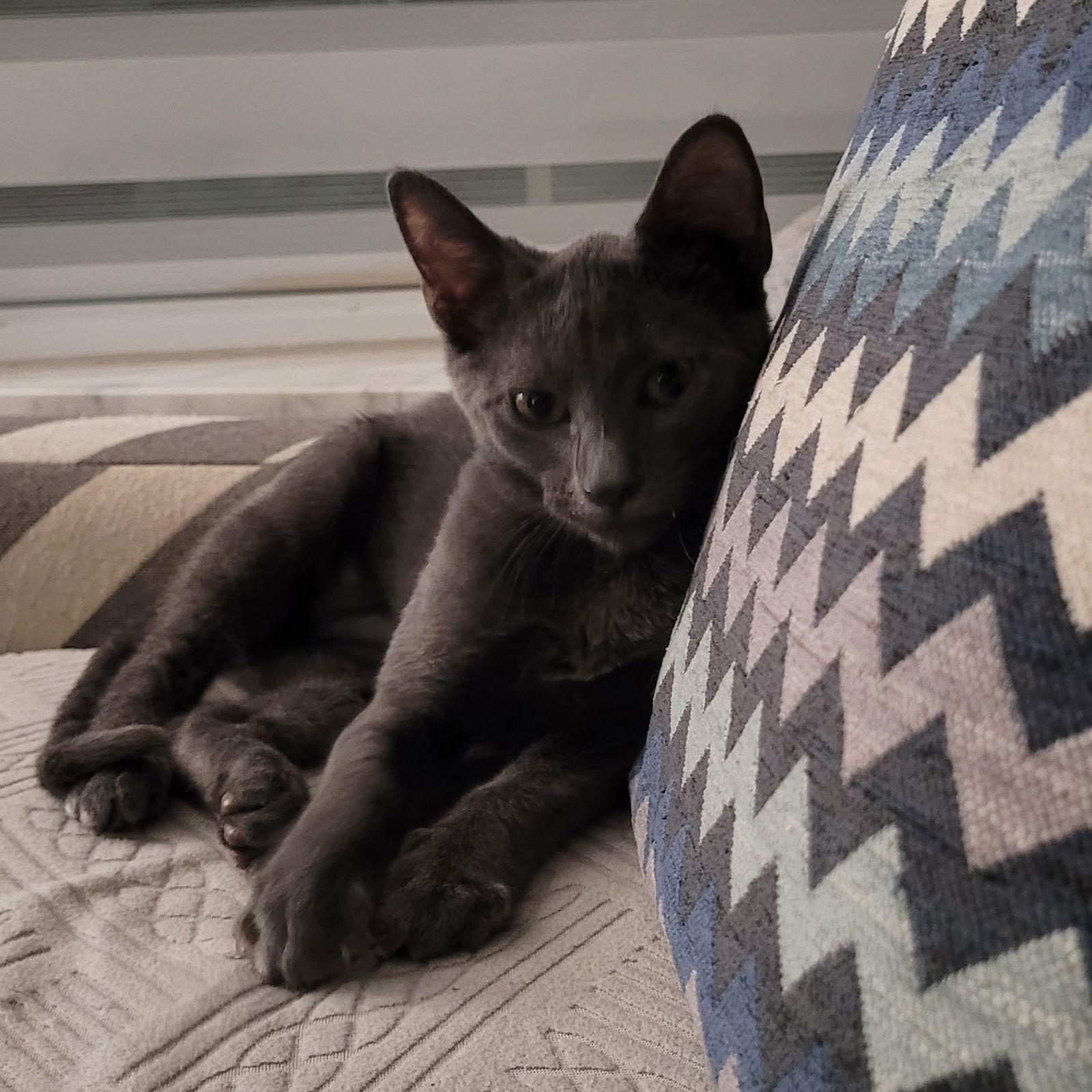 Enlarge Bridget, a Adopted Domestic Short Hair in Oviedo, FL image 3/3