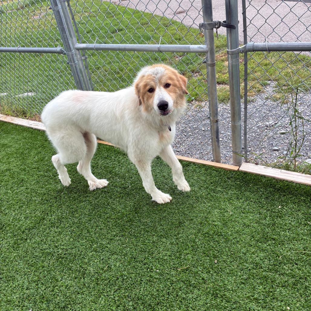 Enlarge Big Gulp, a Adoptable mixed breed in Binghamton, NY image 3/3