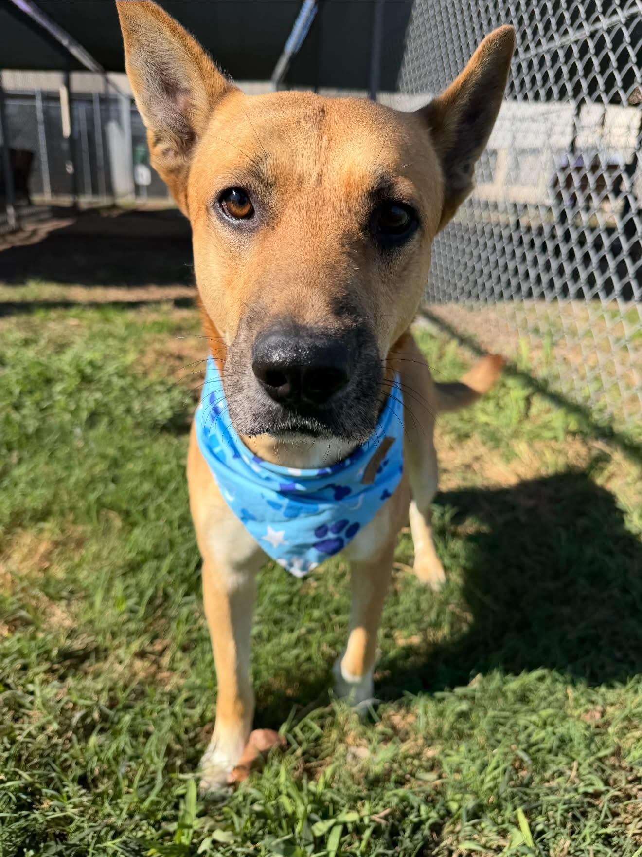 Melvin, a ADOPTABLE mixed breed in Spring, TX image 5/5