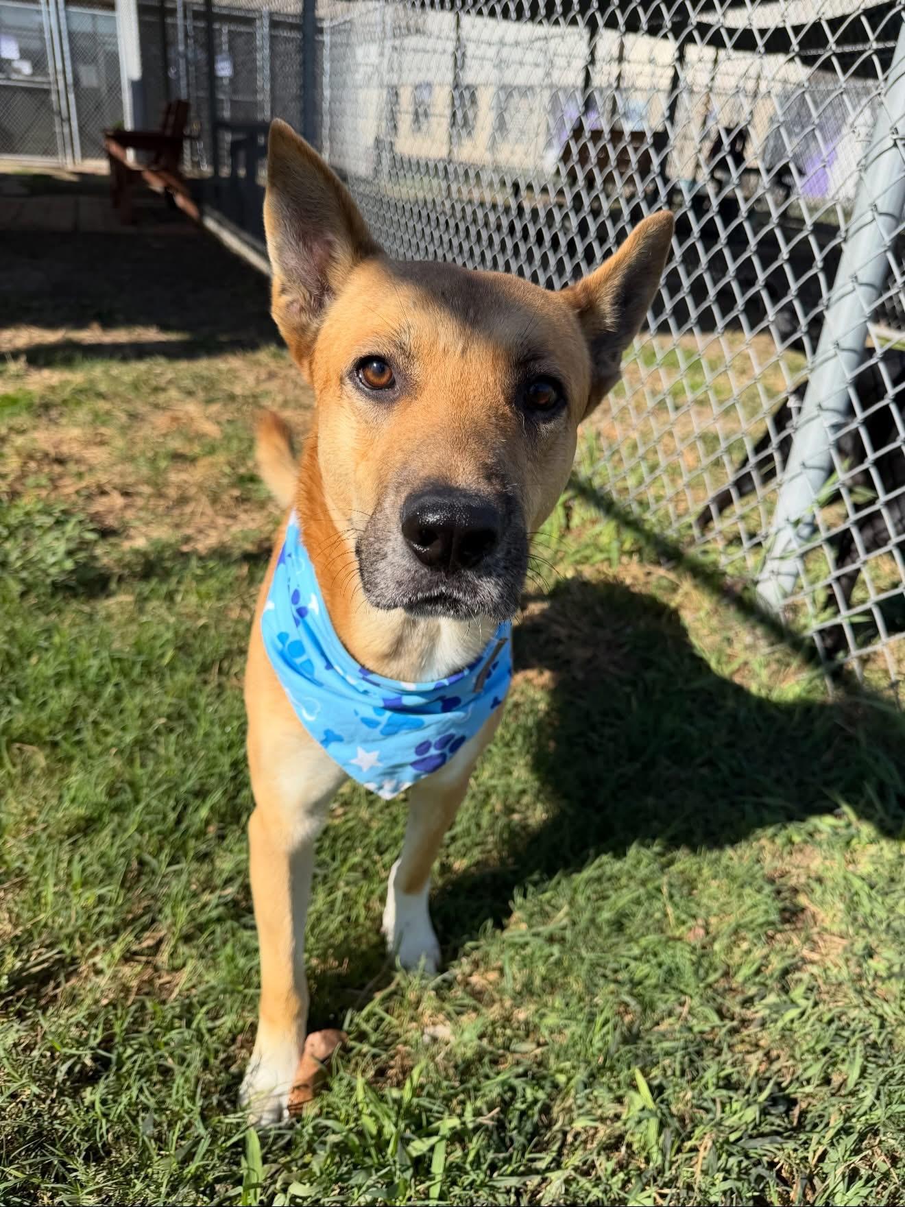 Melvin, a ADOPTABLE mixed breed in Spring, TX image 4/5