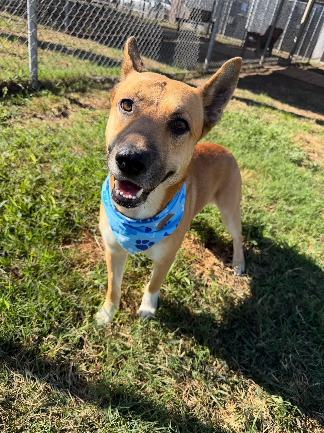 Melvin, a ADOPTABLE mixed breed in Spring, TX image 3/5