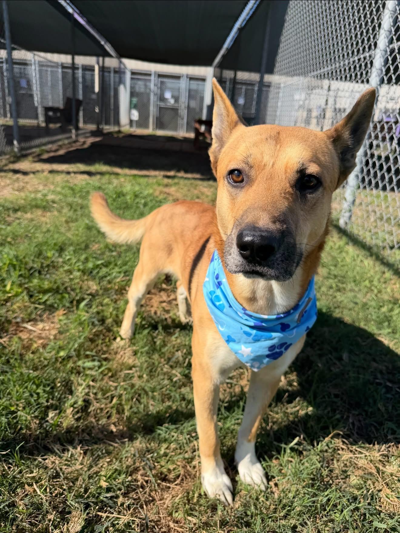 Melvin, a ADOPTABLE mixed breed in Spring, TX image 2/5