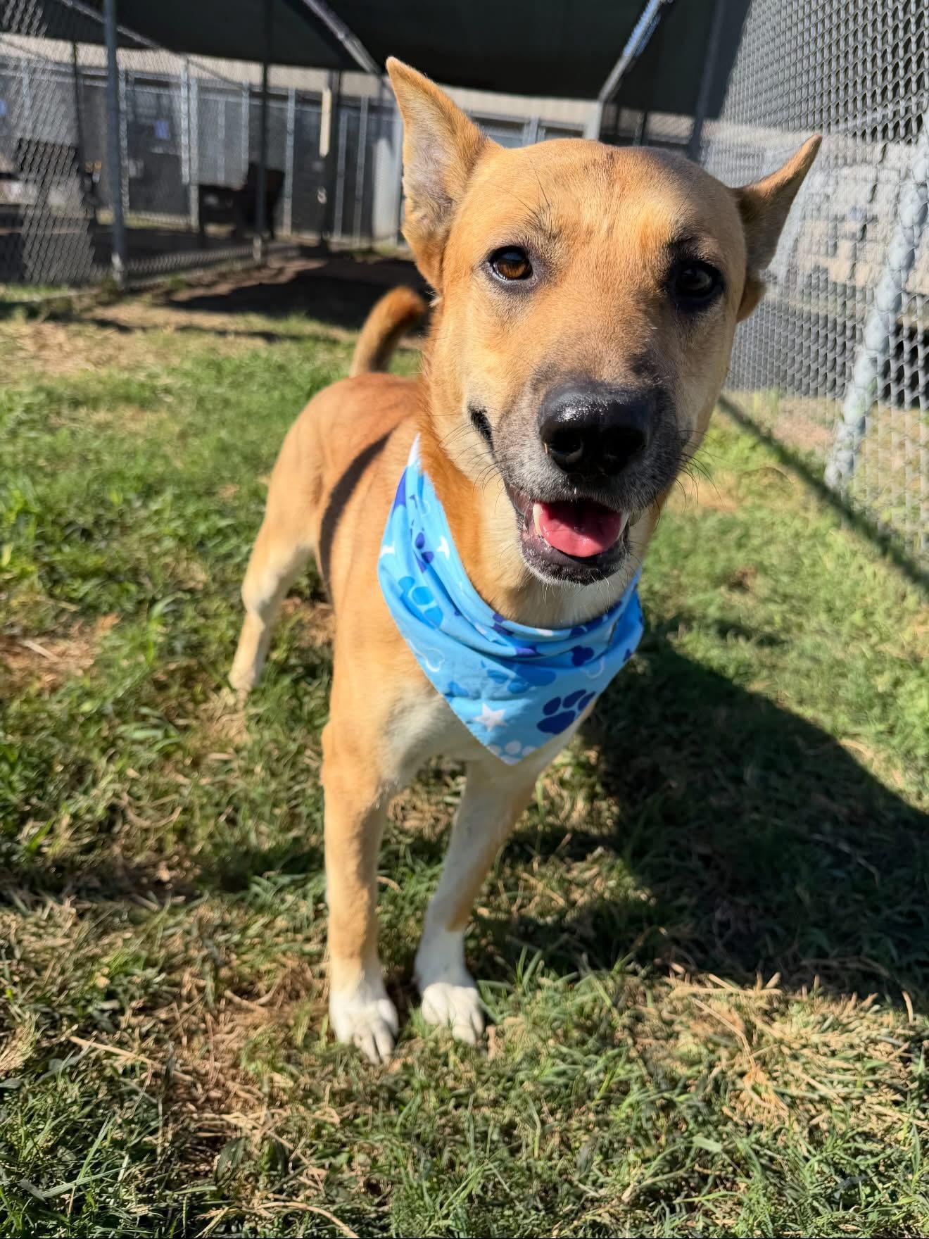 Melvin, ADOPTABLE, Adult Male German Shepherd Dog.
