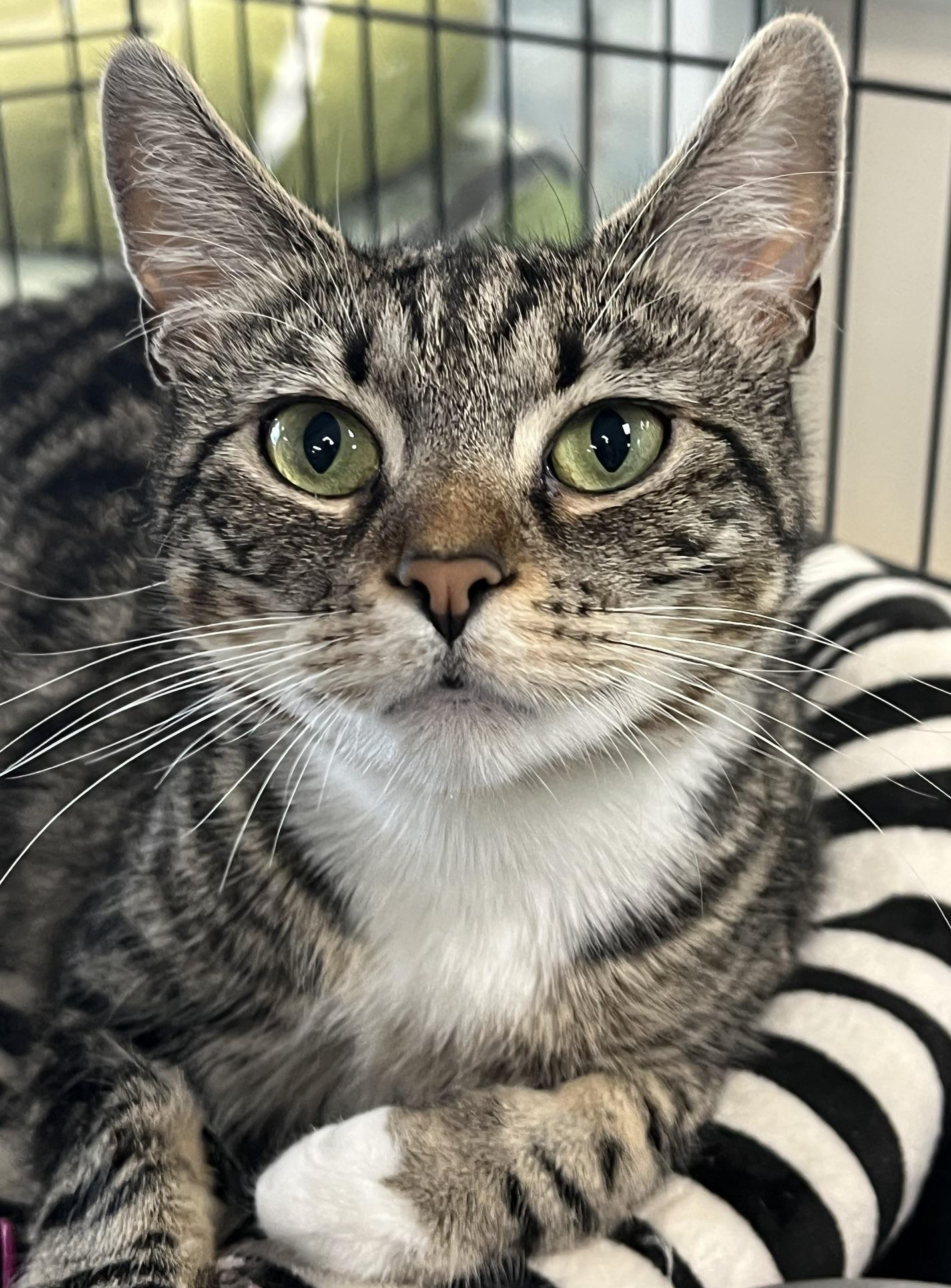 Squeak, a ADOPTABLE Domestic Short Hair in Johnston, RI image 6/6