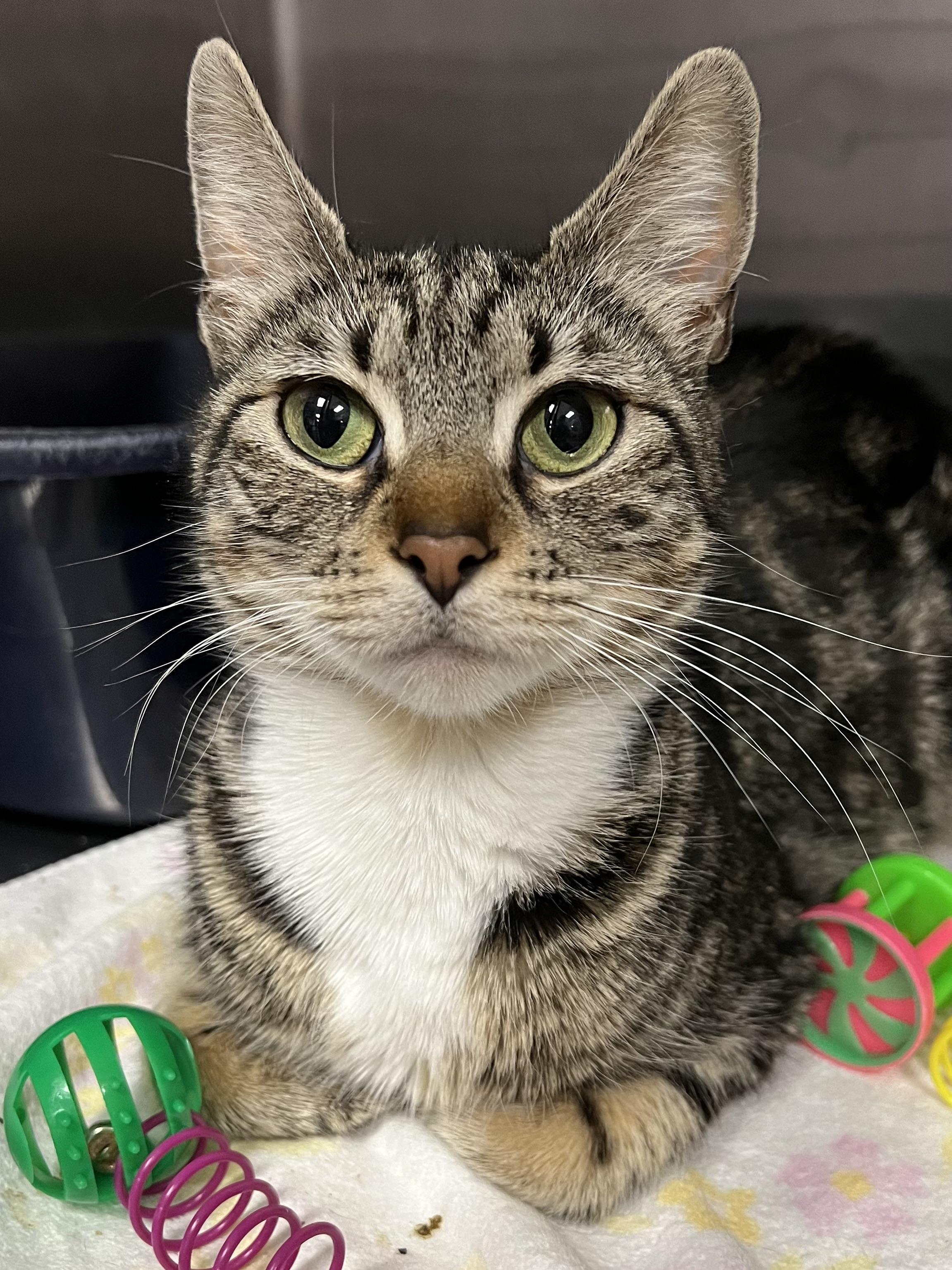 Squeak, ADOPTABLE, Young Female Domestic Short Hair.