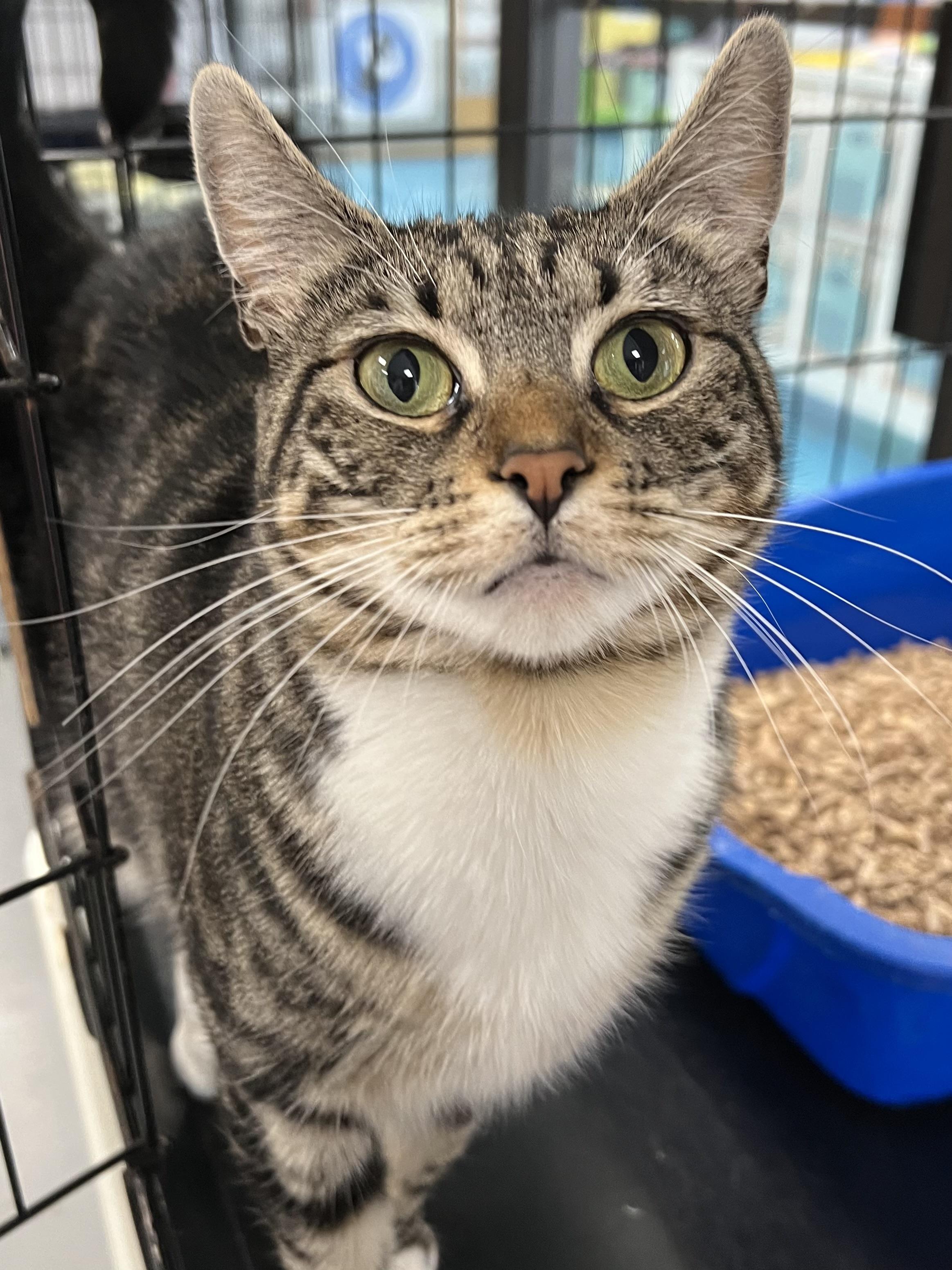Squeak, a ADOPTABLE Domestic Short Hair in Johnston, RI image 1/6
