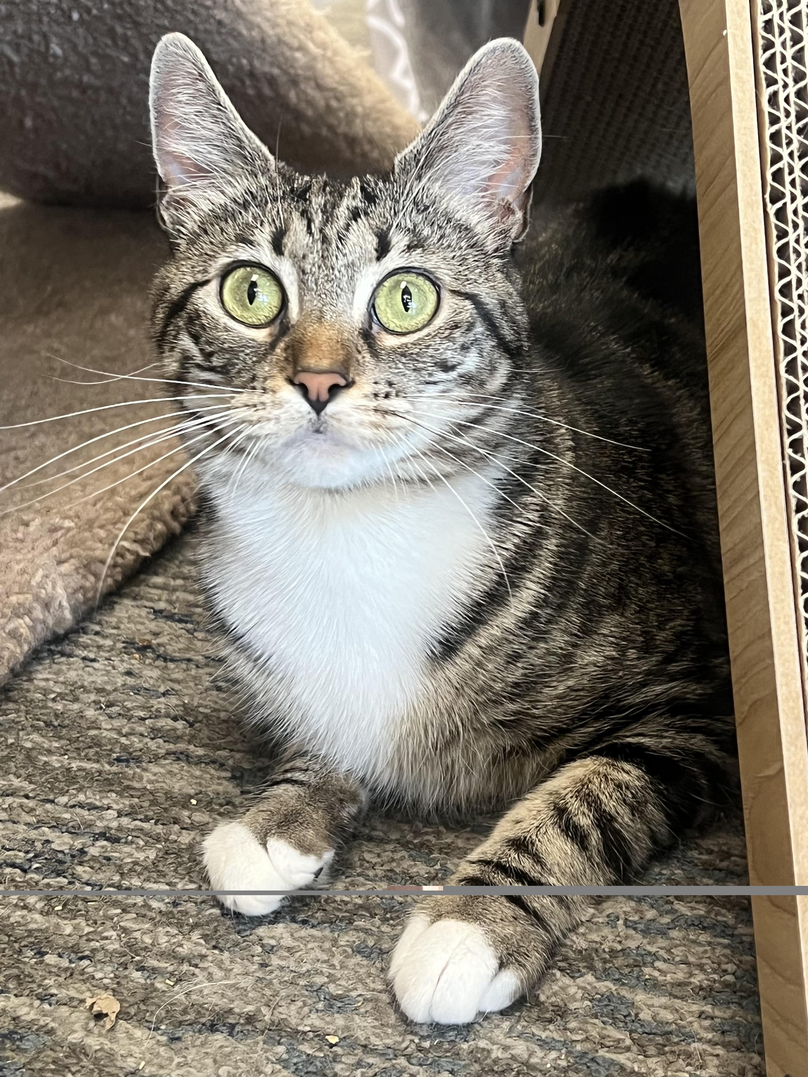 Squeak, a ADOPTABLE Domestic Short Hair in Johnston, RI image 2/6