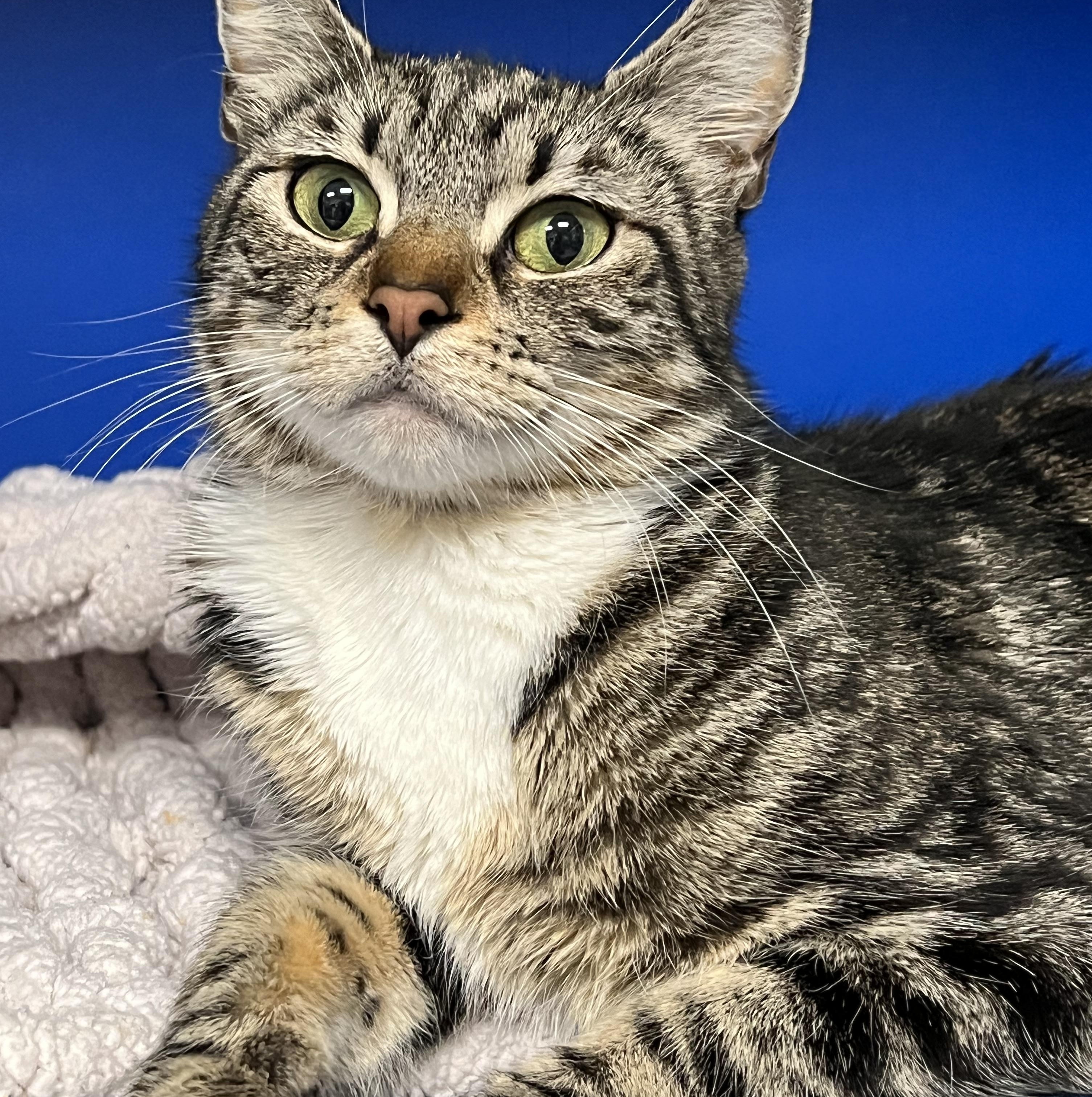 Enlarge Squeak, a ADOPTABLE Domestic Short Hair in Johnston, RI image 5/6