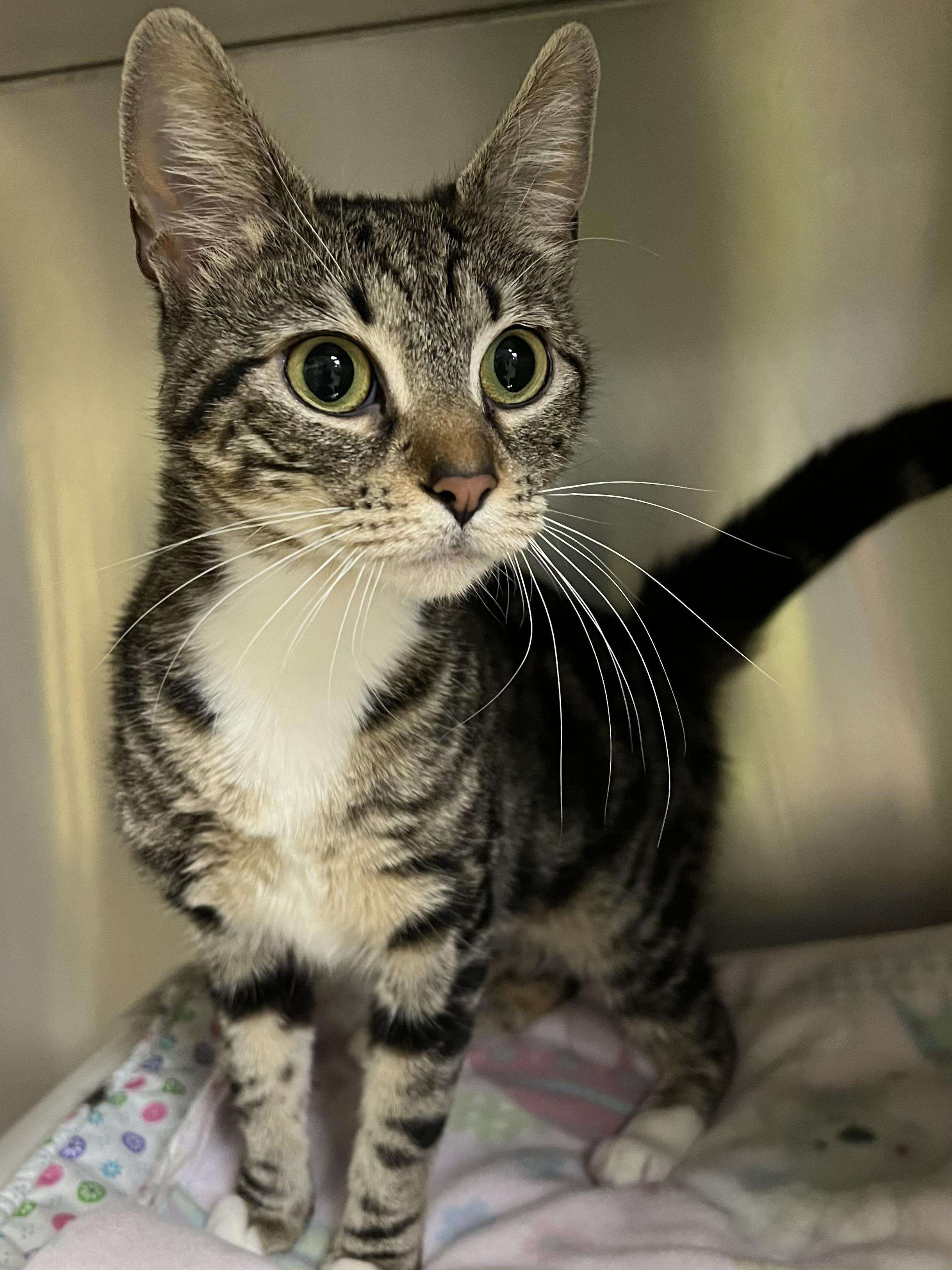 Enlarge Squeak, a ADOPTABLE Domestic Short Hair in Johnston, RI image 2/6