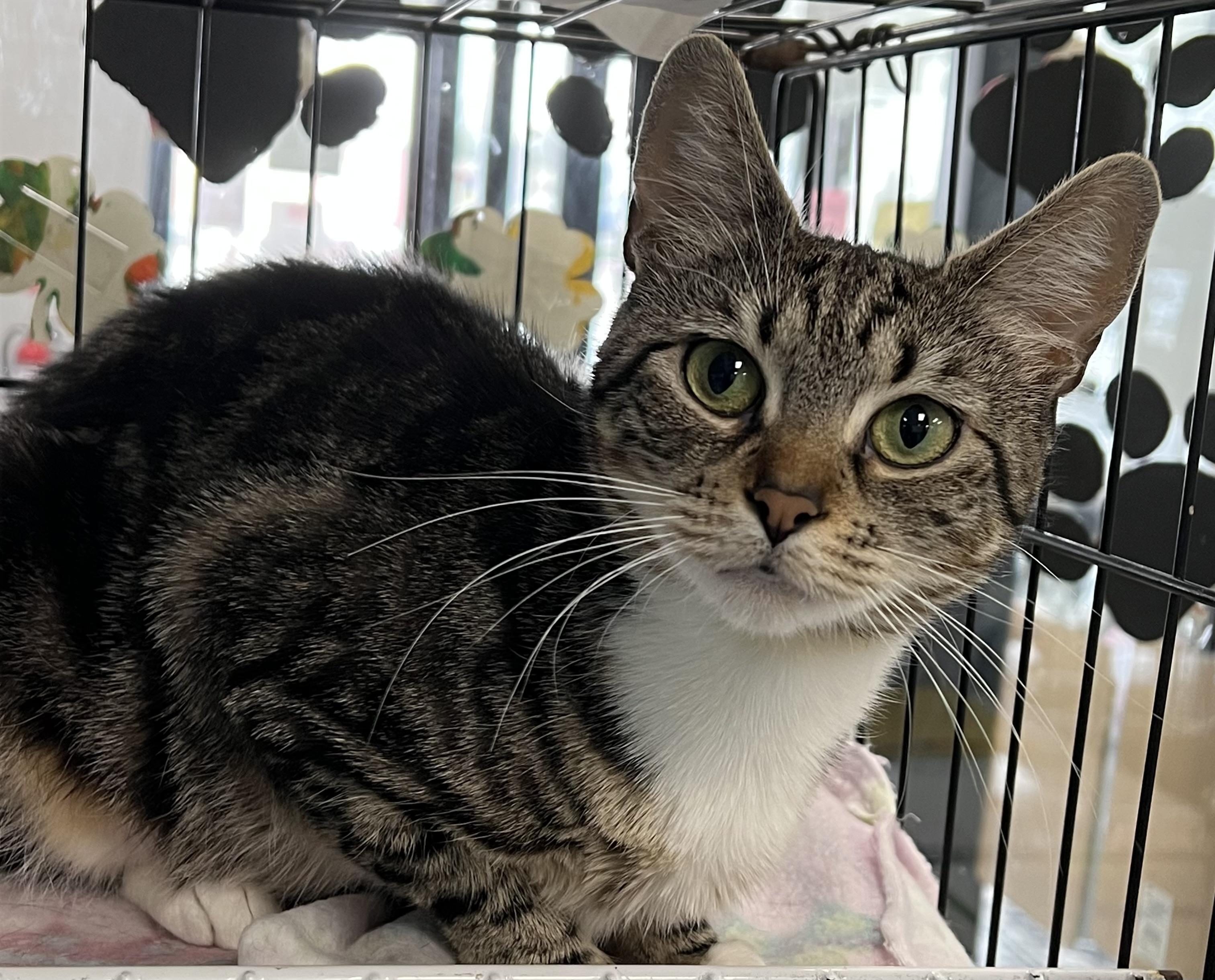 Enlarge Squeak, a ADOPTABLE Domestic Short Hair in Johnston, RI image 4/6