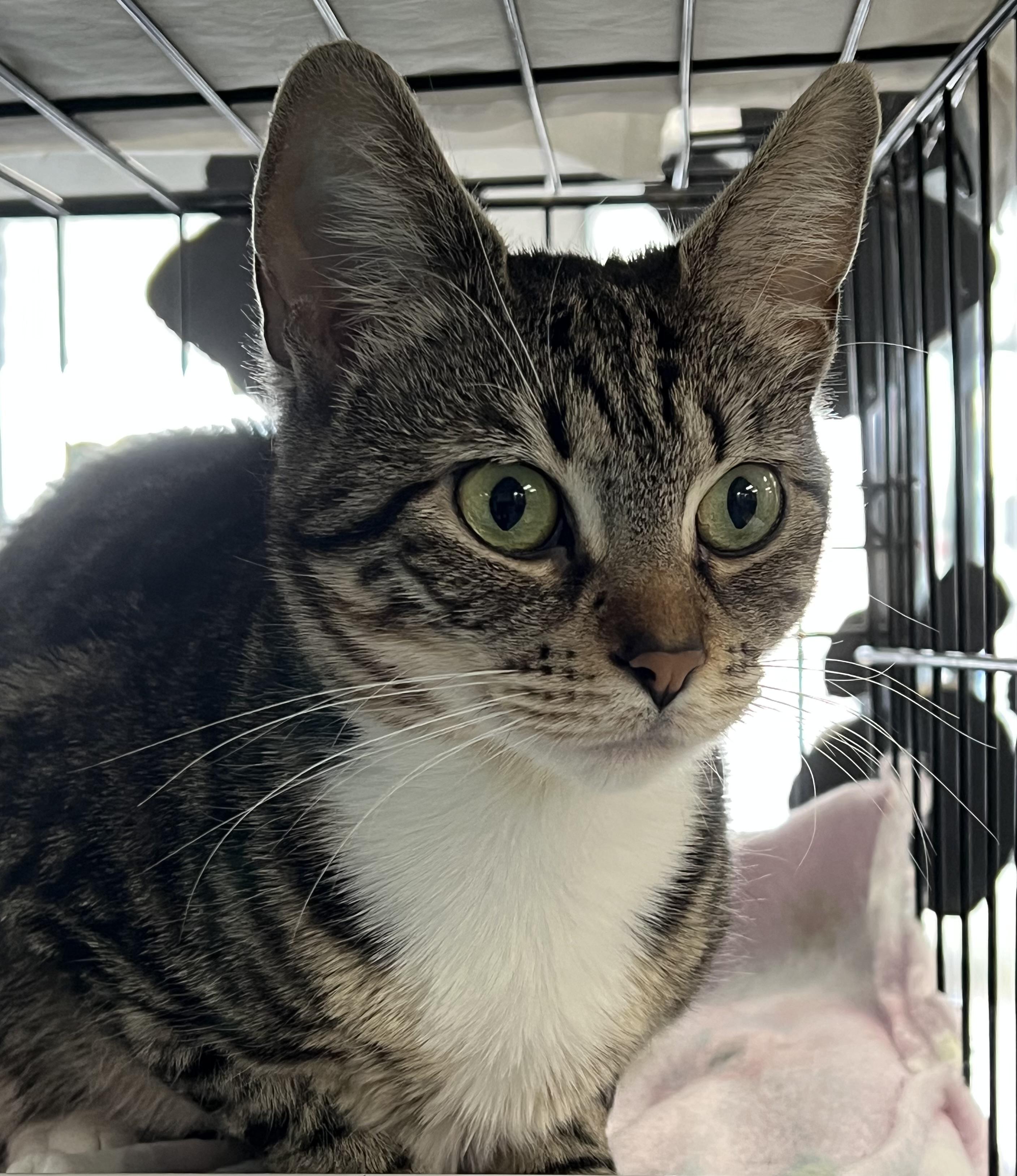 Enlarge Squeak, a ADOPTABLE Domestic Short Hair in Johnston, RI image 6/6