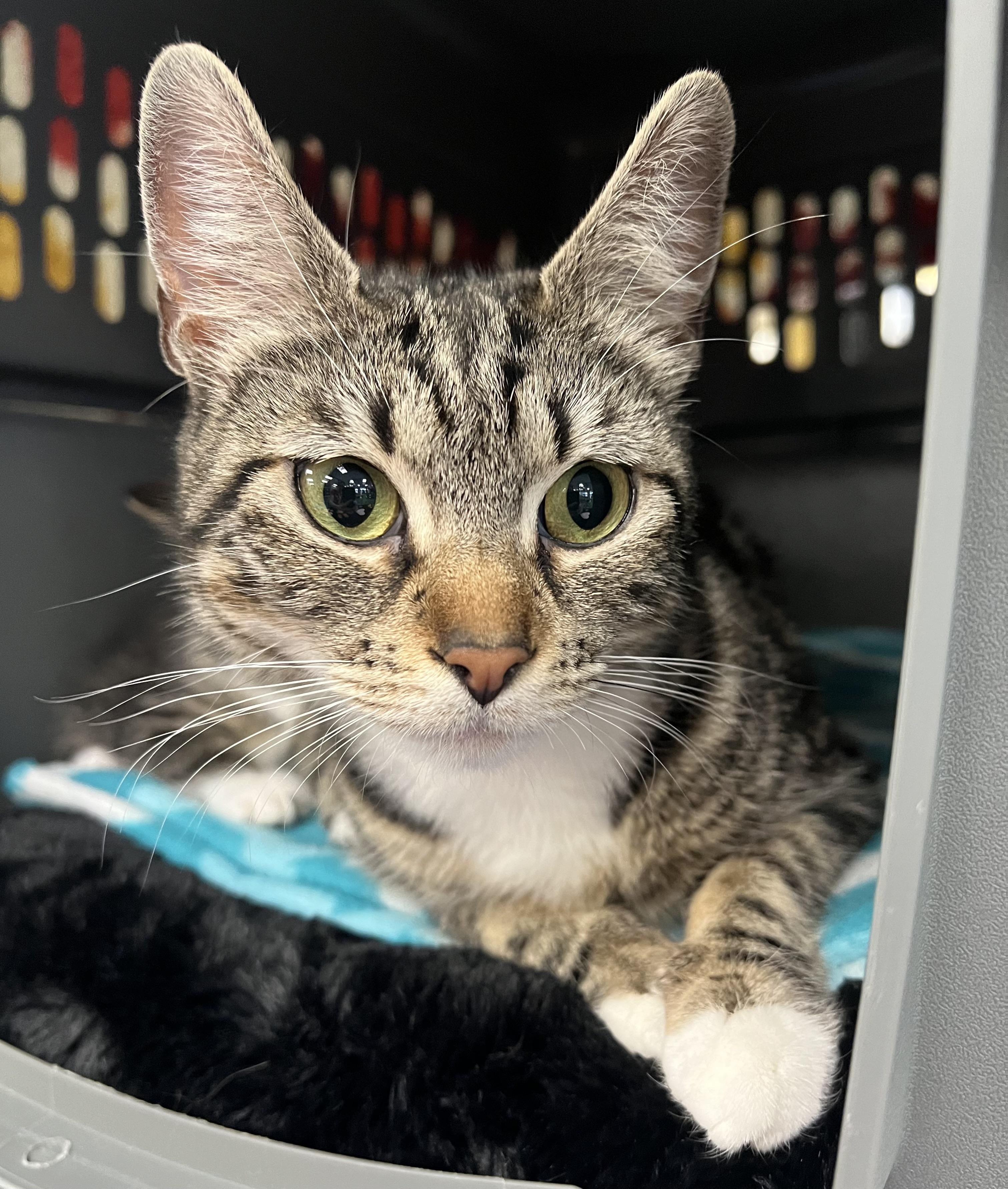 Enlarge Squeak, a ADOPTABLE Domestic Short Hair in Johnston, RI image 3/6