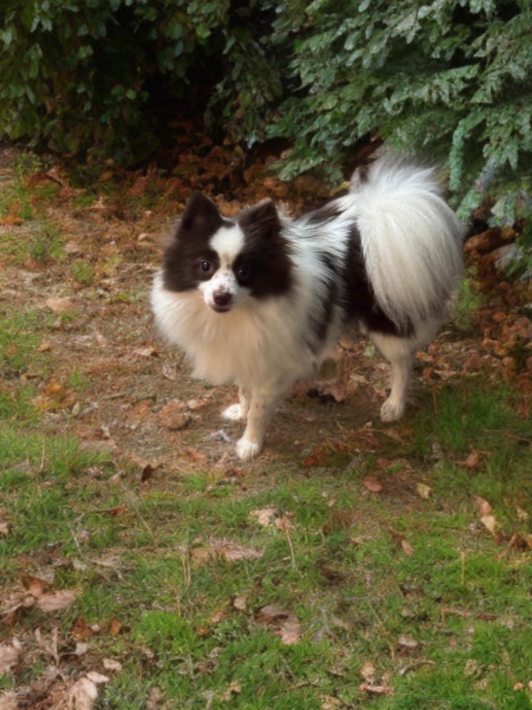 Enlarge Evan , a ADOPTABLE Pomeranian in San Antonio, TX image 3/4