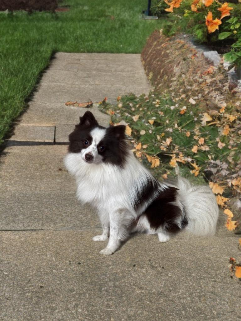 Evan , ADOPTABLE, Adult Male Pomeranian.