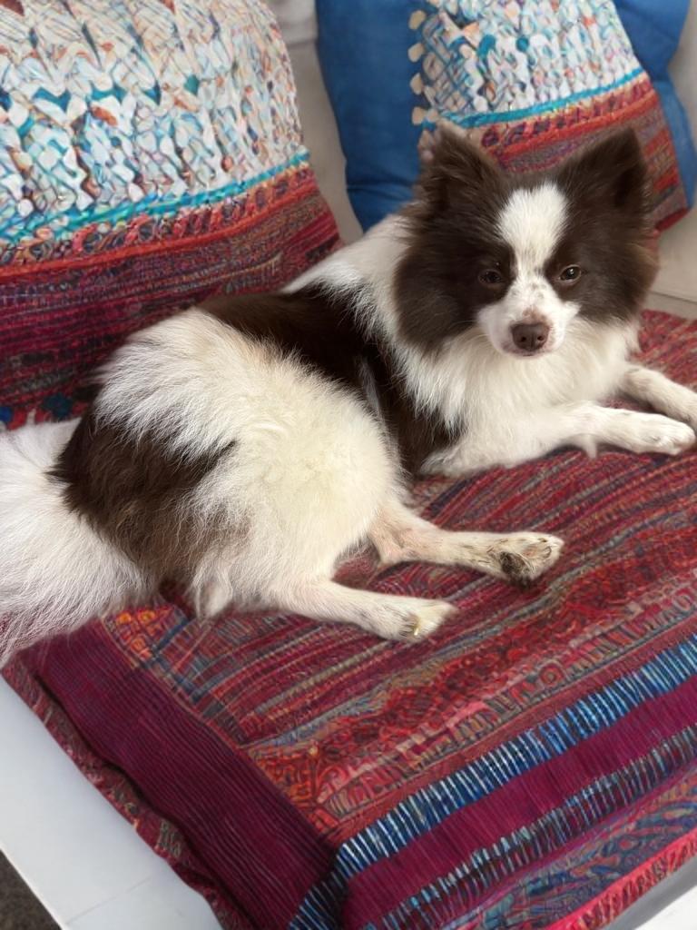 Enlarge Evan , a ADOPTABLE Pomeranian in San Antonio, TX image 2/4