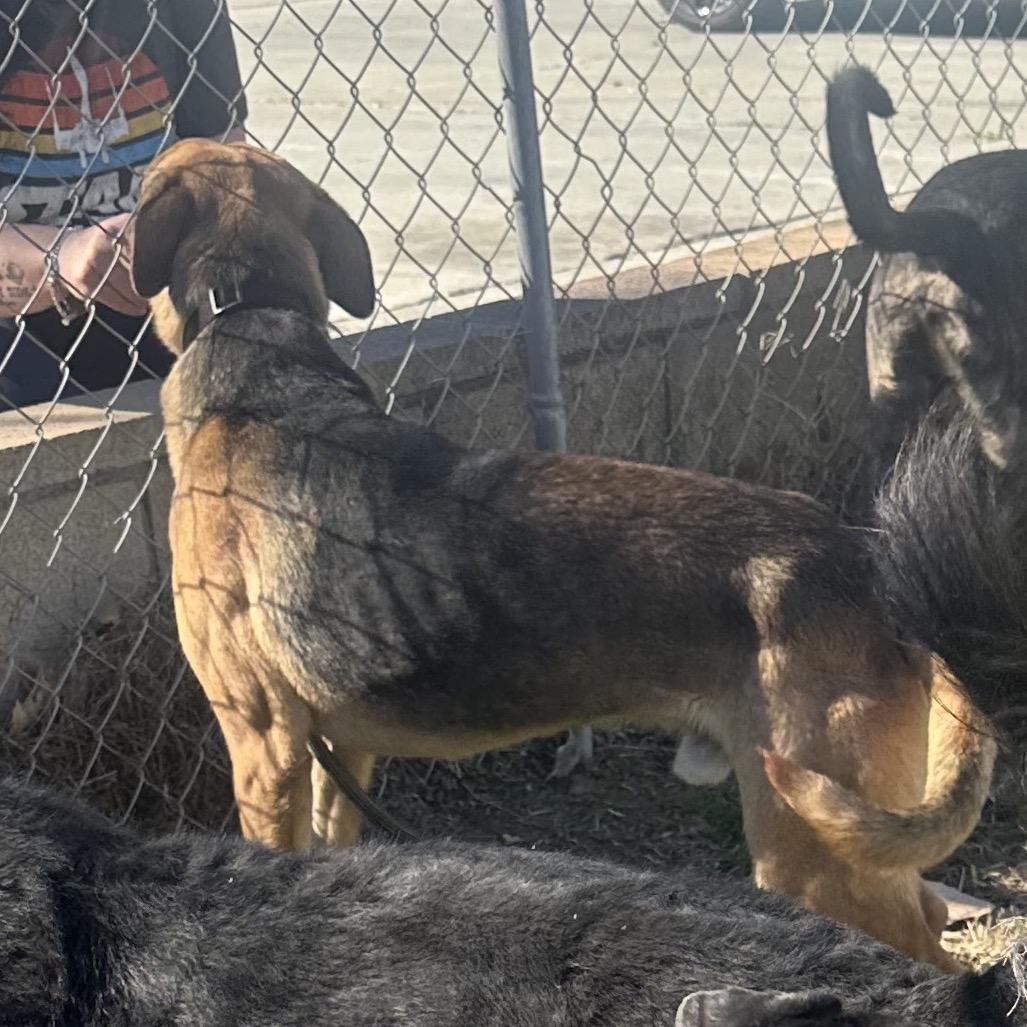 Grover, Adoptable, Adult Male Shepherd.