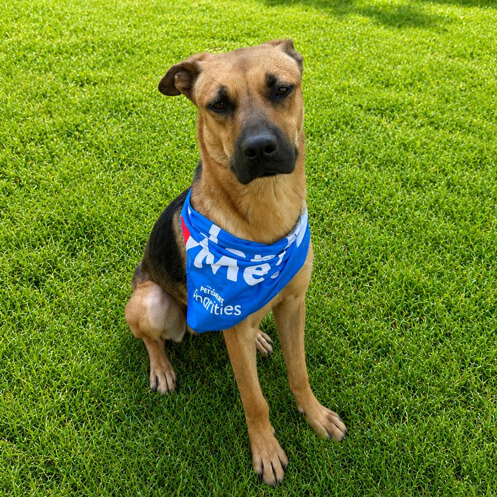 Enlarge Grover, a Adoptable mixed breed in San Jacinto, CA image 2/6