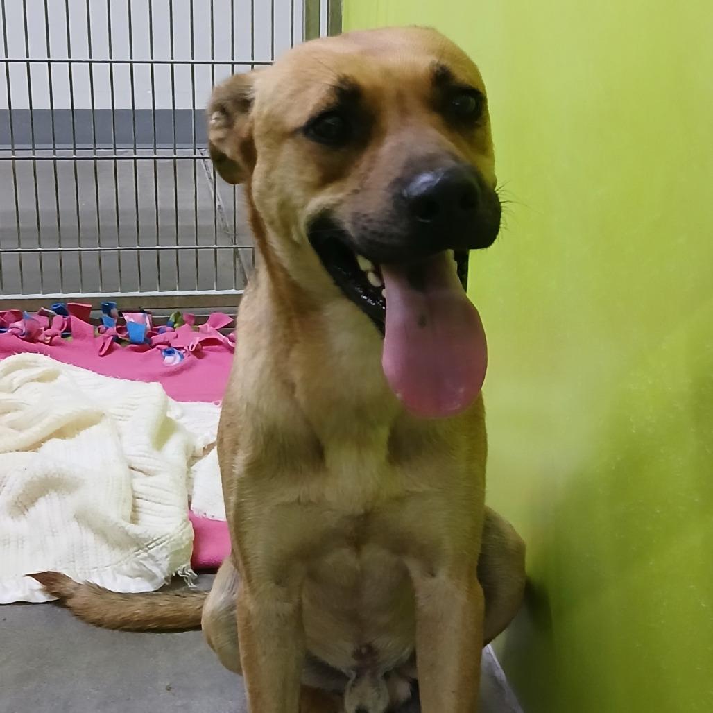 Grover, Adoptable, Adult Male Shepherd.