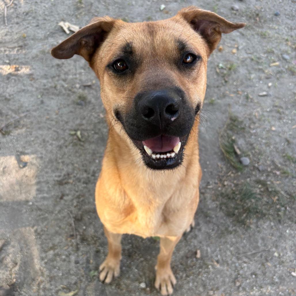 Enlarge Grover, a Adoptable mixed breed in San Jacinto, CA image 3/6