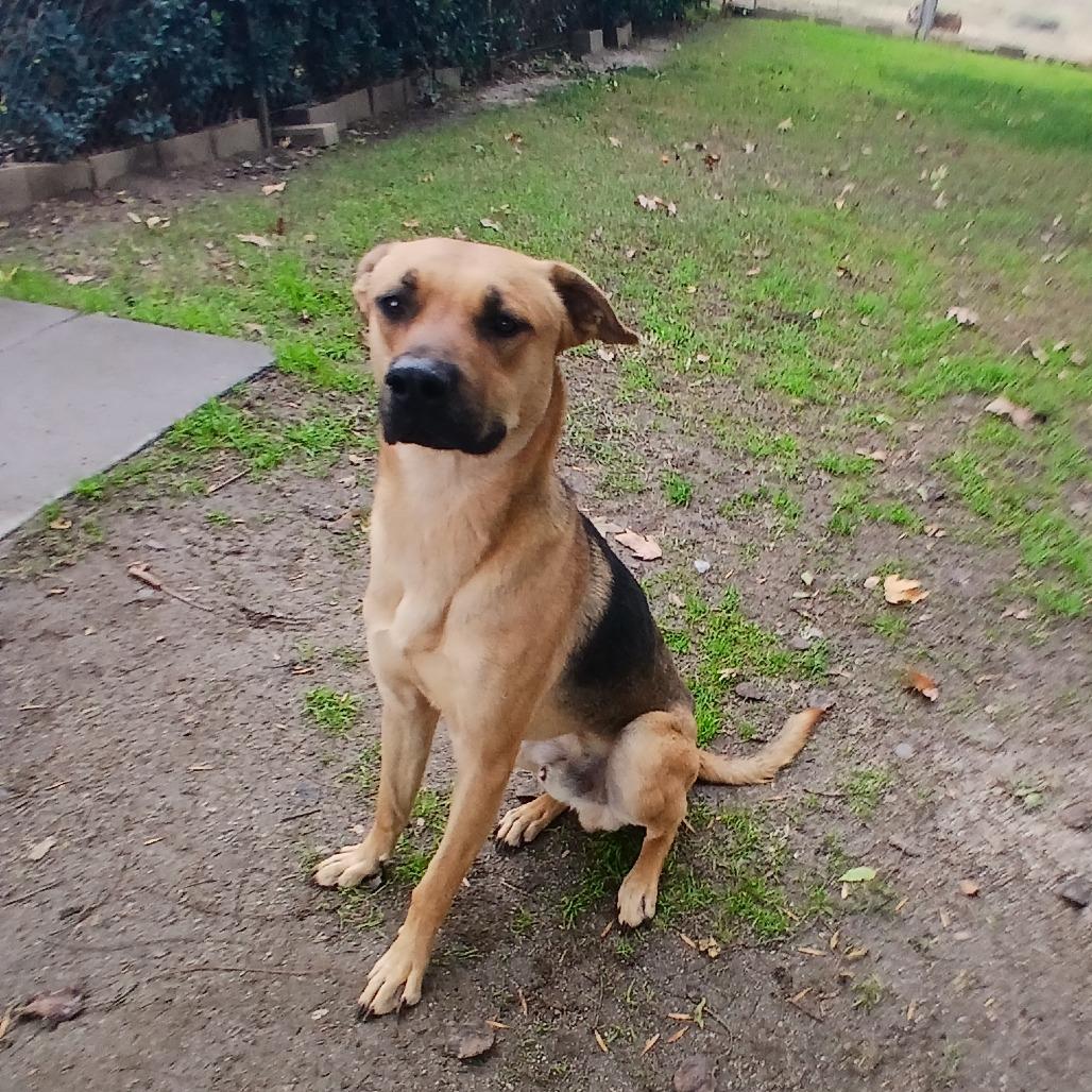 Enlarge Grover, a Adoptable mixed breed in San Jacinto, CA image 2/2