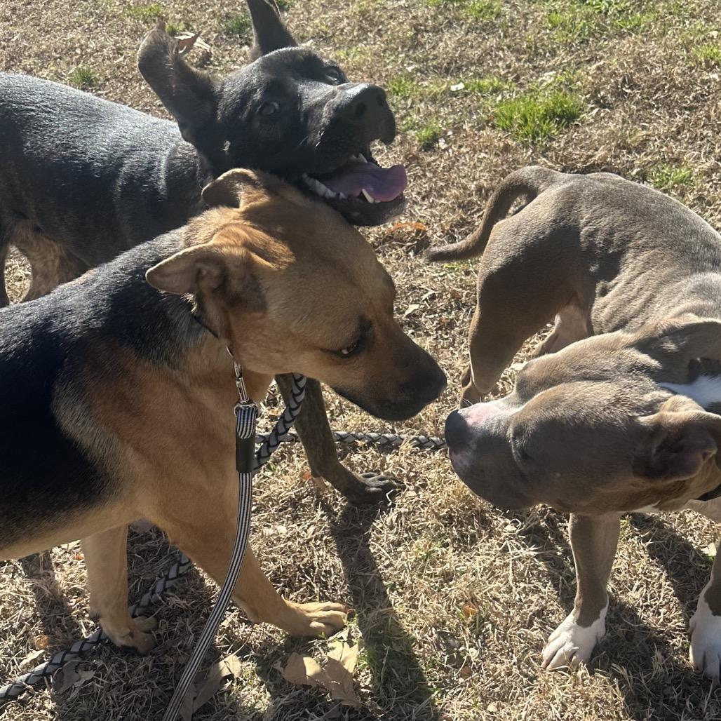 Enlarge Grover, a Adoptable mixed breed in San Jacinto, CA image 5/6
