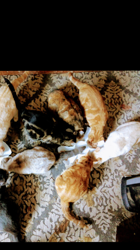 Enlarge Jacob, a Adoptable mixed breed in Choctaw, OK image 1/4