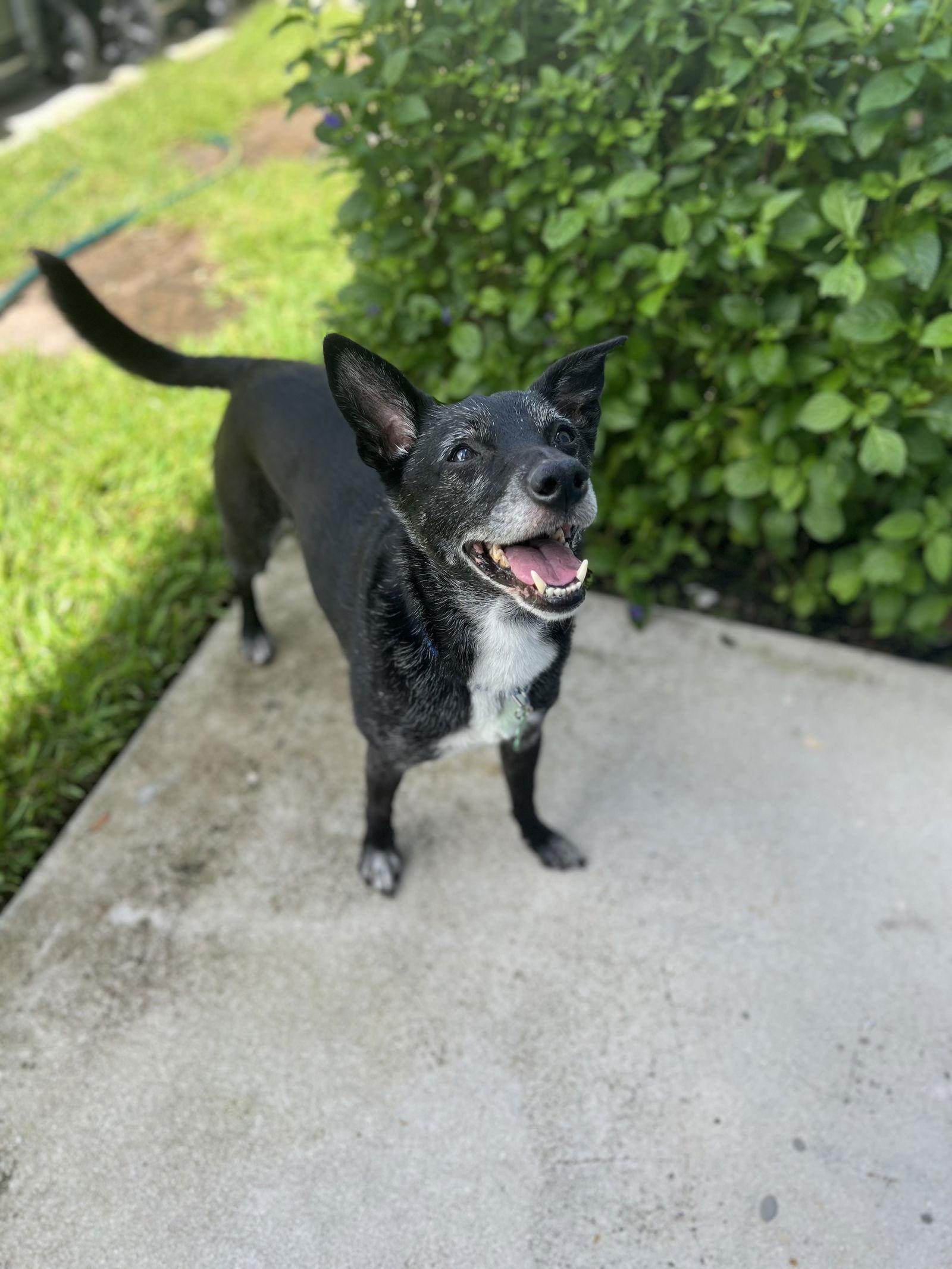 Shay *, a Adoptable Terrier in Royal Palm Beach, FL image 1/3