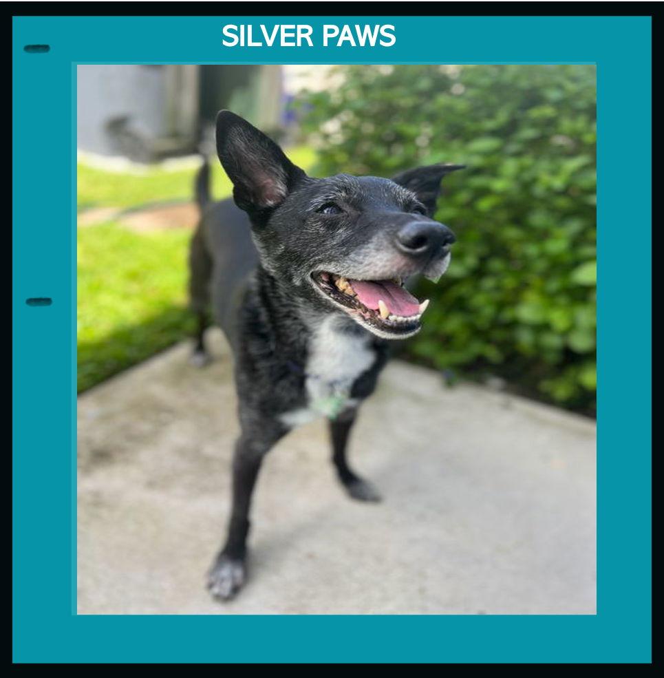 Shay *, a Adoptable Terrier in Royal Palm Beach, FL image 2/3