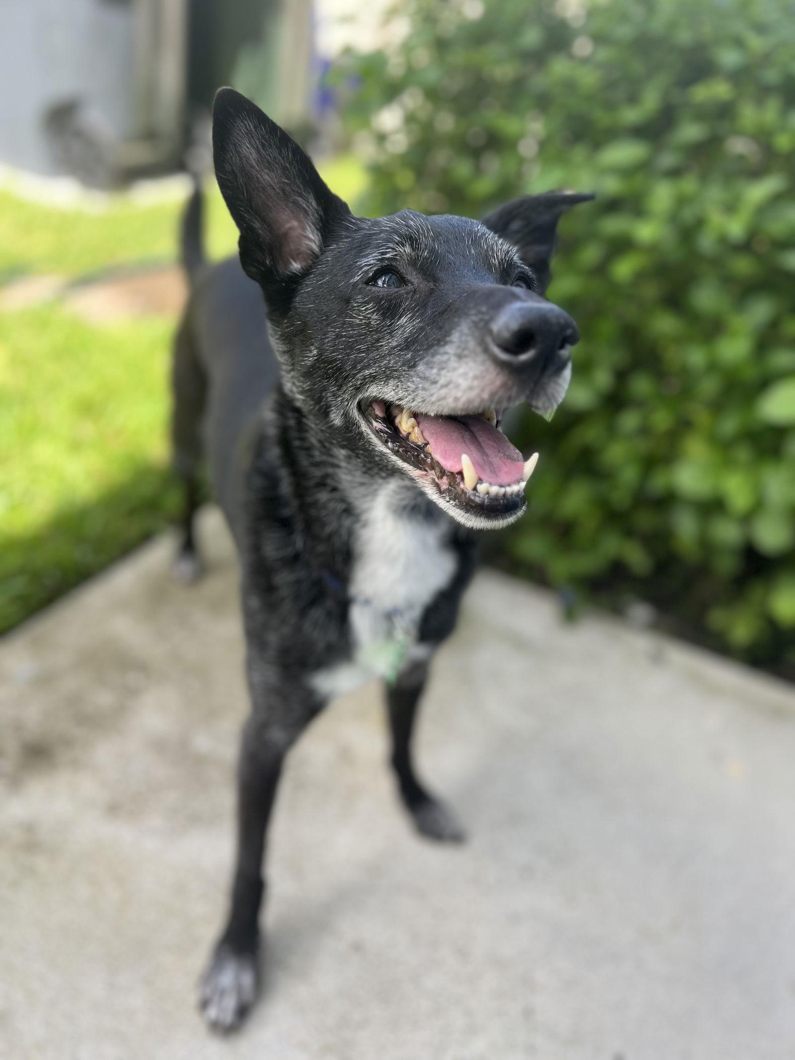 Shay *, a Adoptable Terrier in Royal Palm Beach, FL image 3/3