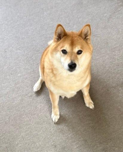 Max, ADOPTABLE, Adult Male Shiba Inu.