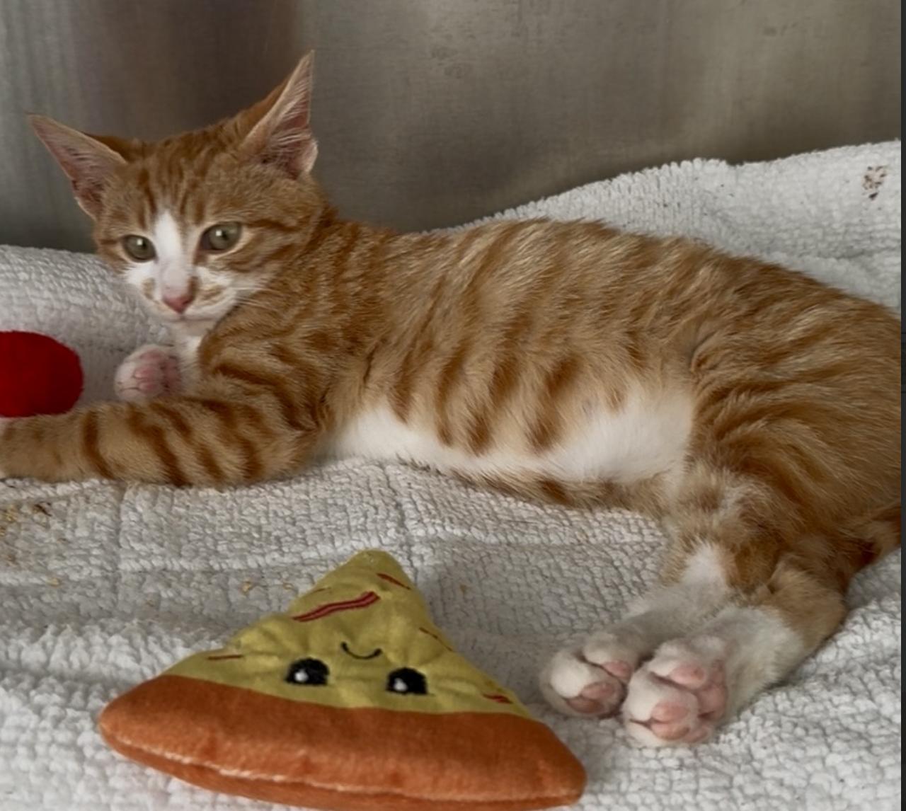 Enlarge Tang, a Adoptable Domestic Short Hair in Flushing, NY image 1/2