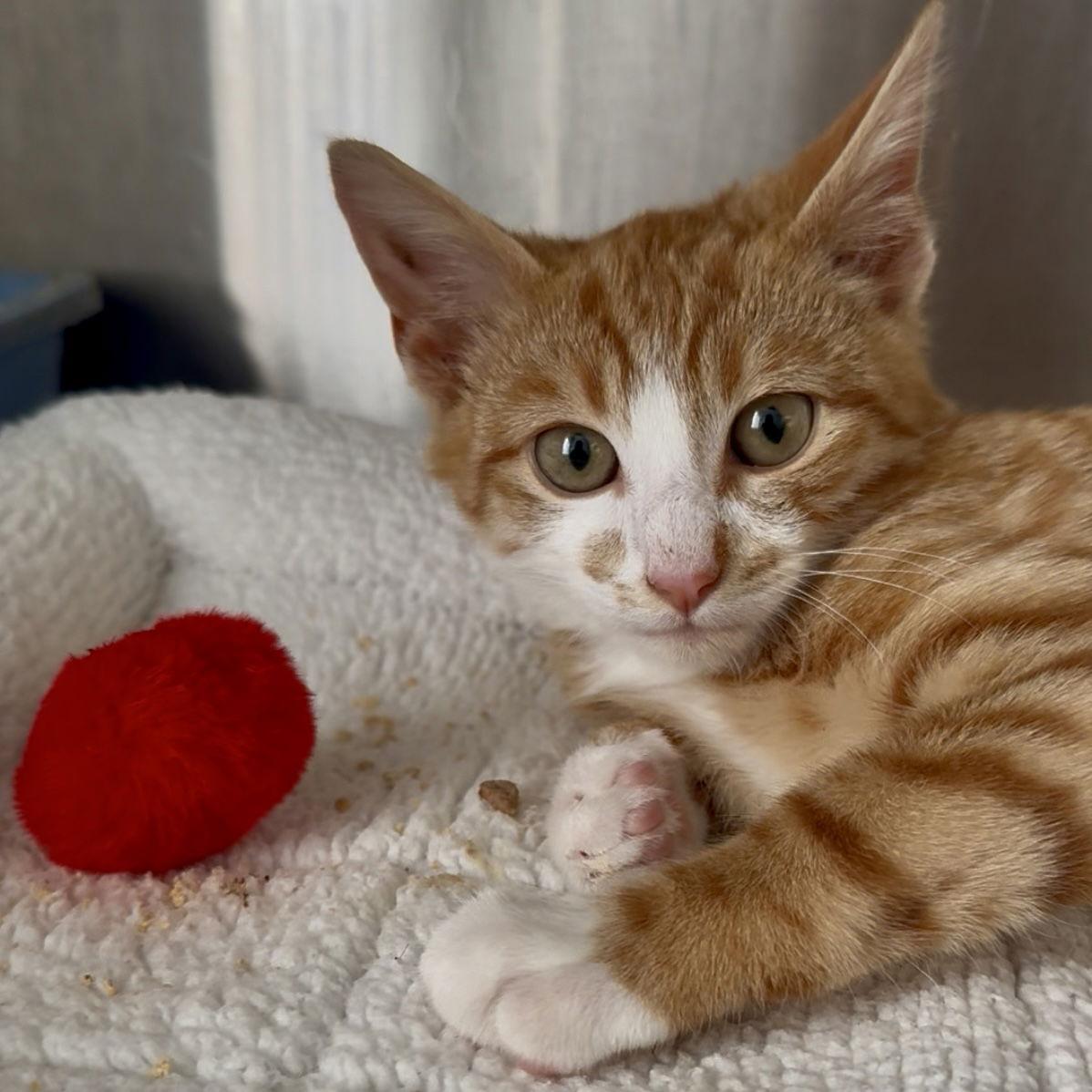 Enlarge Tang, a Adoptable Domestic Short Hair in Flushing, NY image 2/2