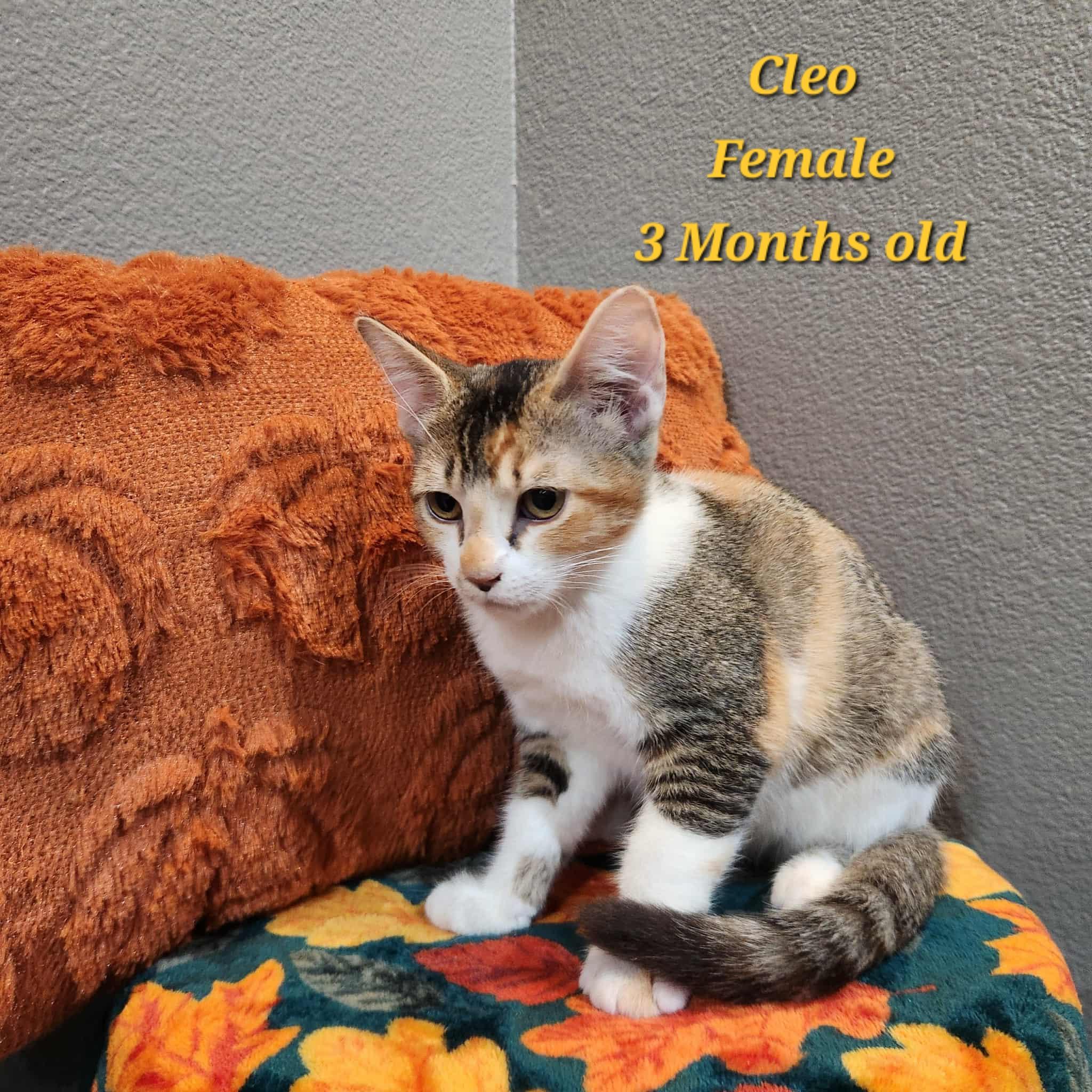 Cleo