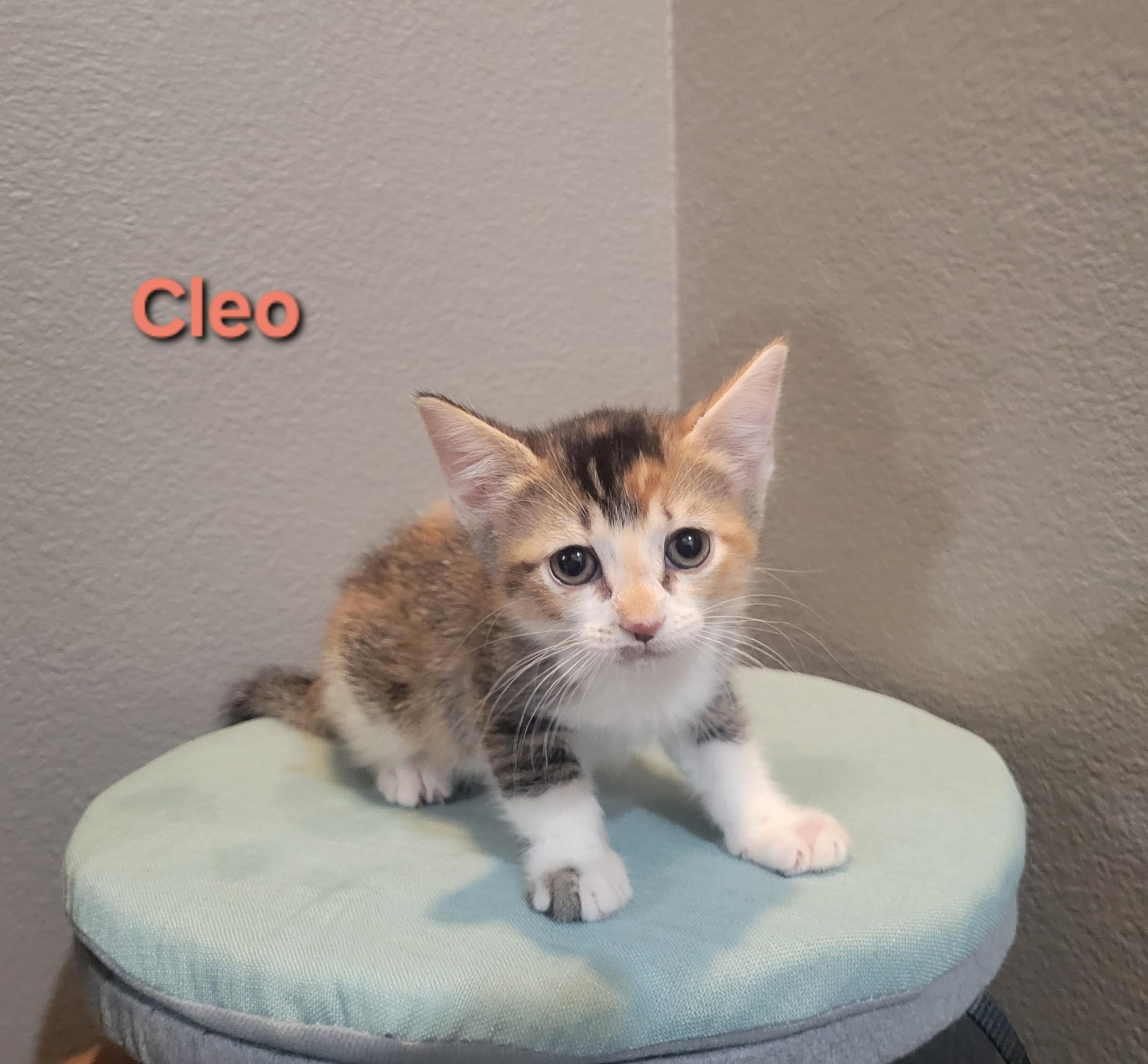 Cleo