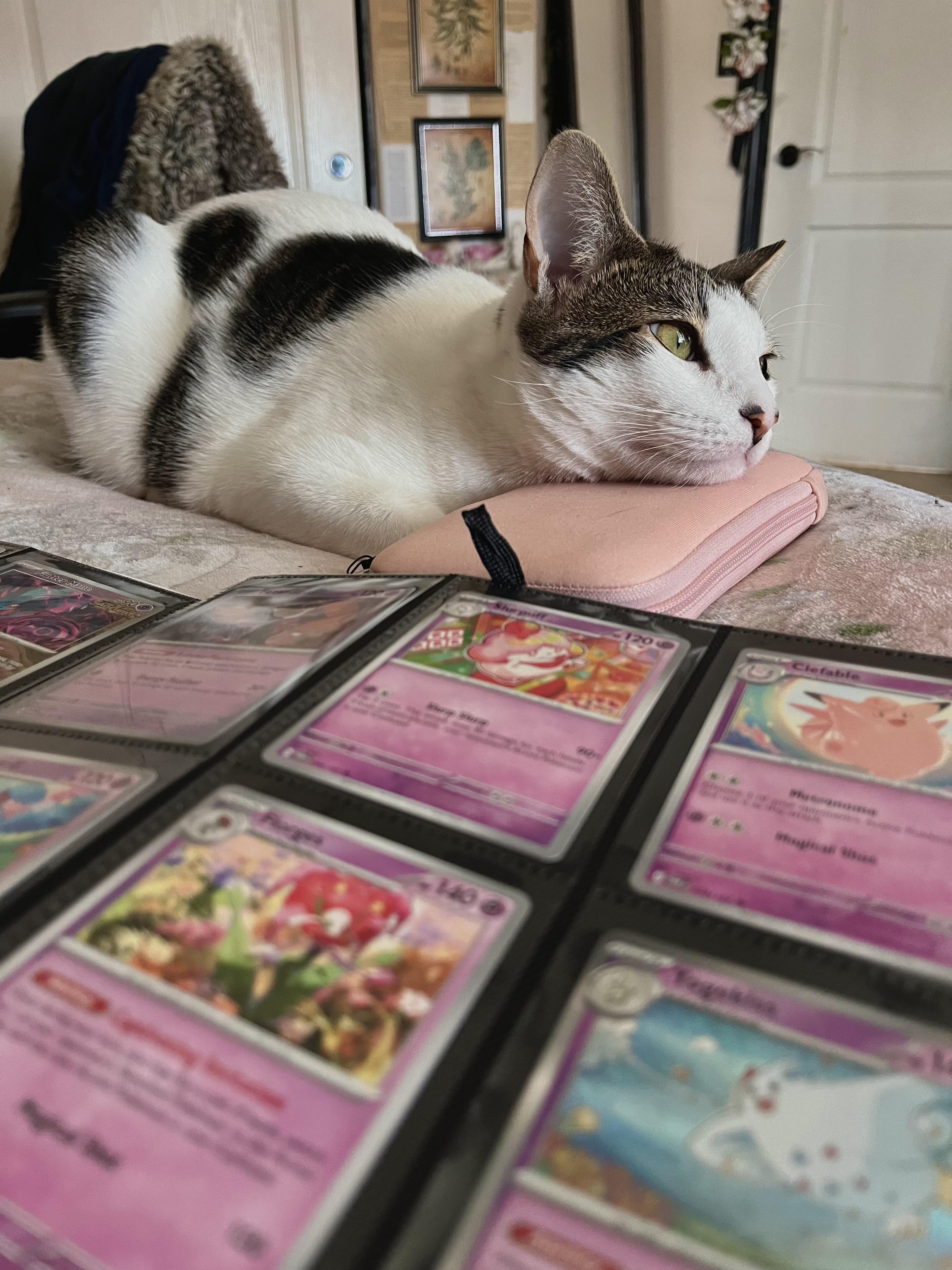 Yuji, Adopted, Adult Male Domestic Short Hair.