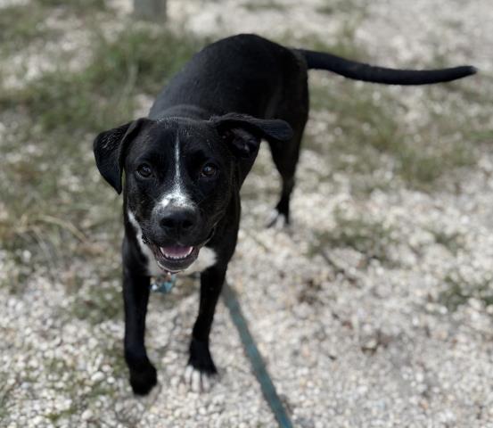 Enlarge ZEBRA CAKE, a Adoptable Mixed Breed in Pensacola, FL image 1/1