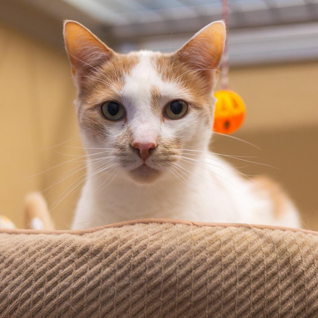 Enlarge Jasper, a Adoptable Domestic Short Hair in Wilmington, DE image 1/6