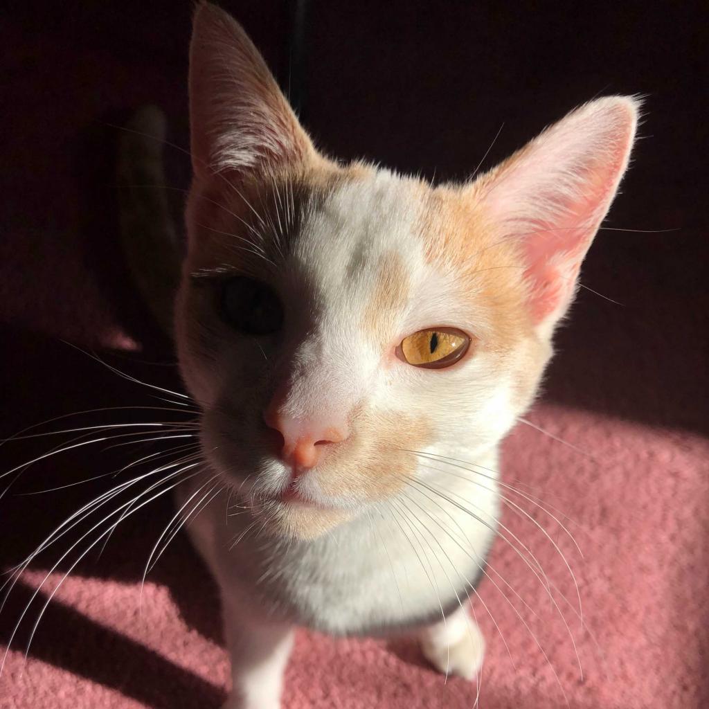 Enlarge Jasper, a Adoptable Domestic Short Hair in Wilmington, DE image 3/6