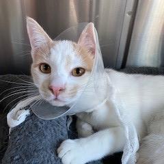 Enlarge Jasper, a Adoptable Domestic Short Hair in Wilmington, DE image 5/6
