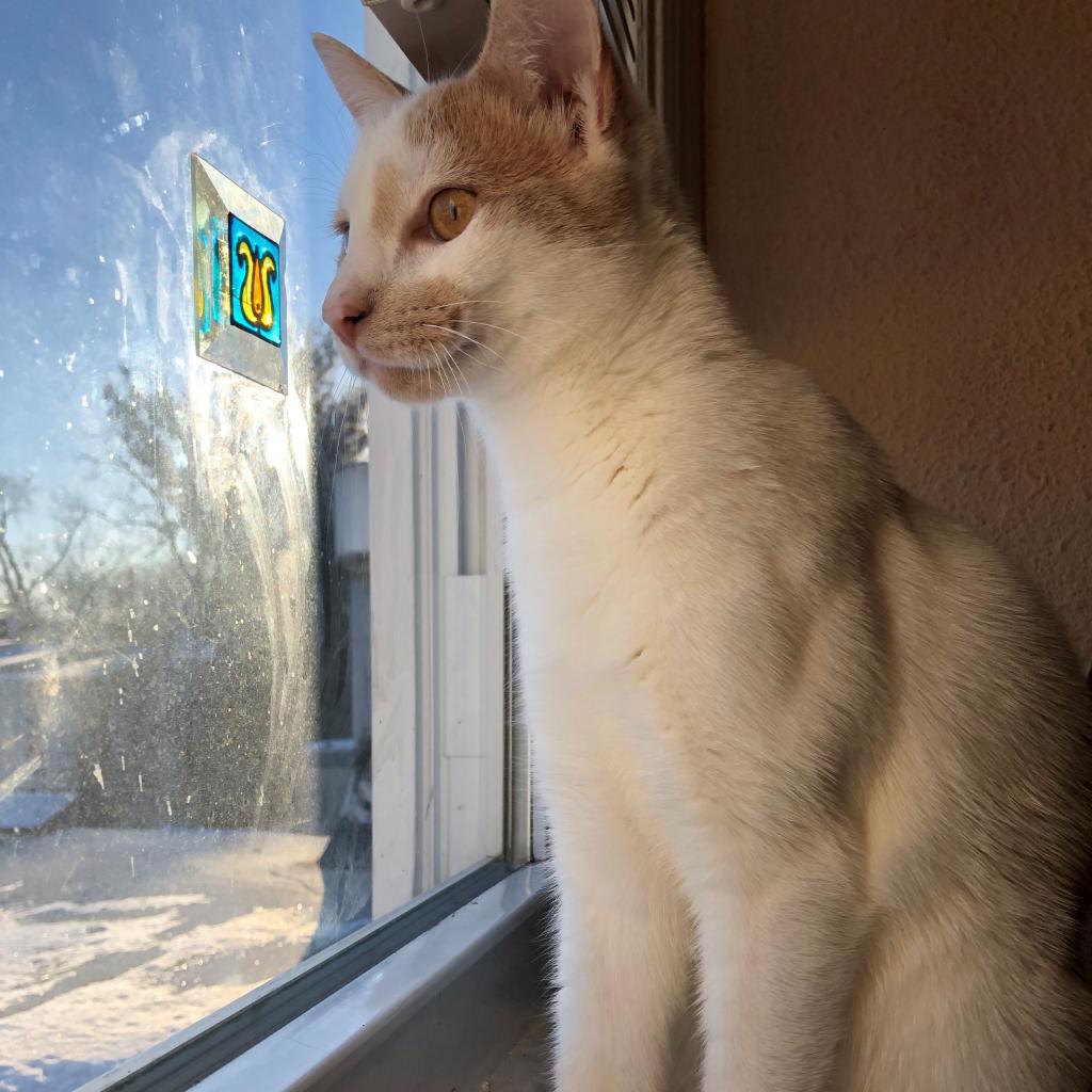 Enlarge Jasper, a Adoptable Domestic Short Hair in Wilmington, DE image 6/6