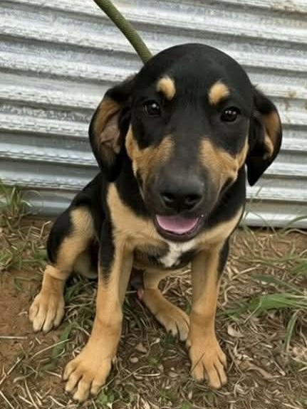 Enlarge Cooper , a Adoptable Hound in Elkhorn, WI image 2/2