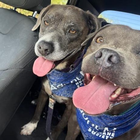 Kira, Adoptable, Adult Female Pit Bull Terrier & Mixed Breed.