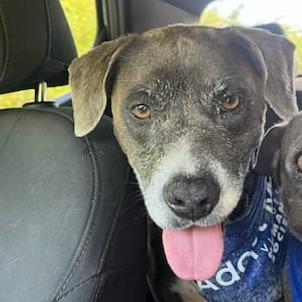 Enlarge Kira, a Adoptable mixed breed in Vieques, PR image 2/3