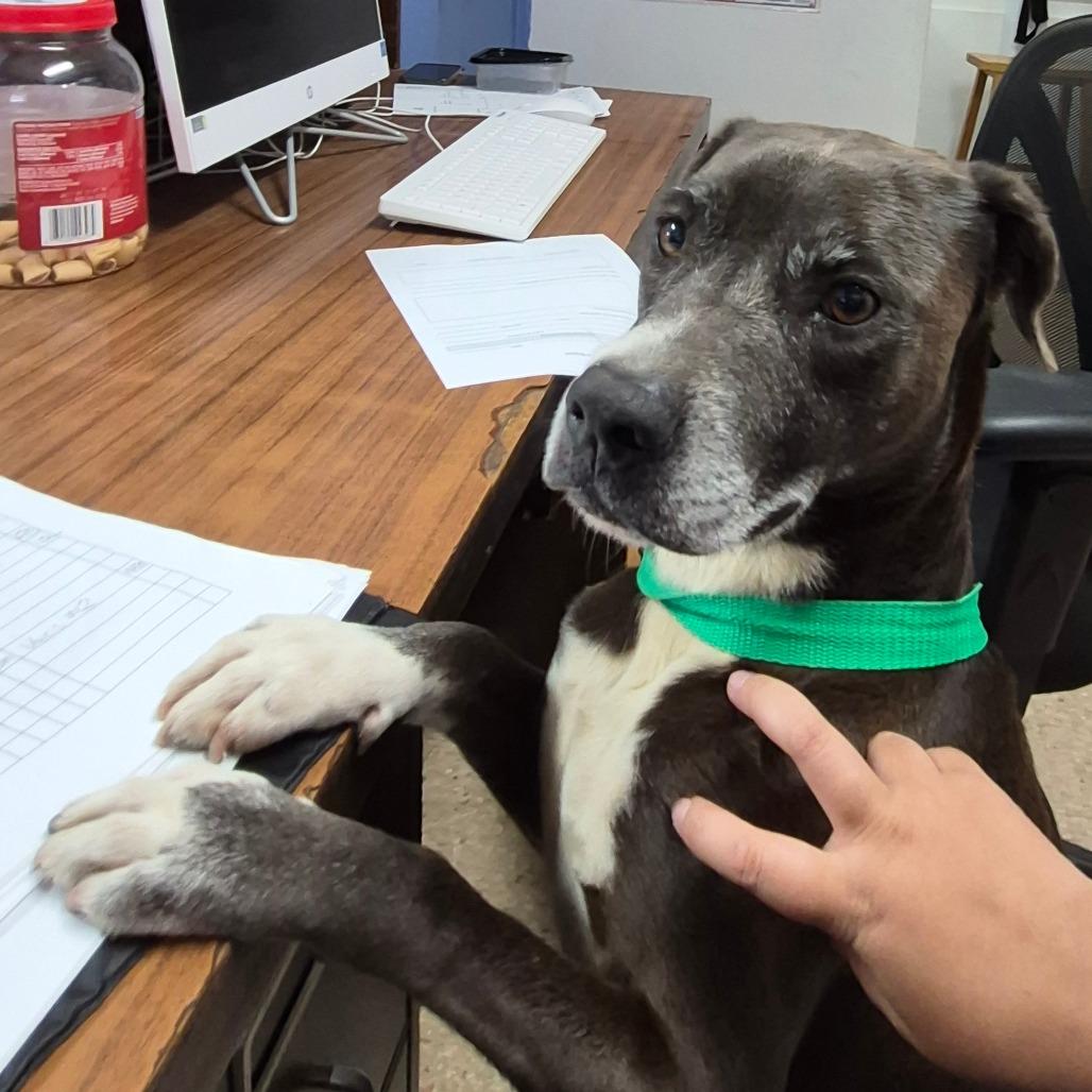 Enlarge Kira, a Adoptable mixed breed in Vieques, PR image 3/3