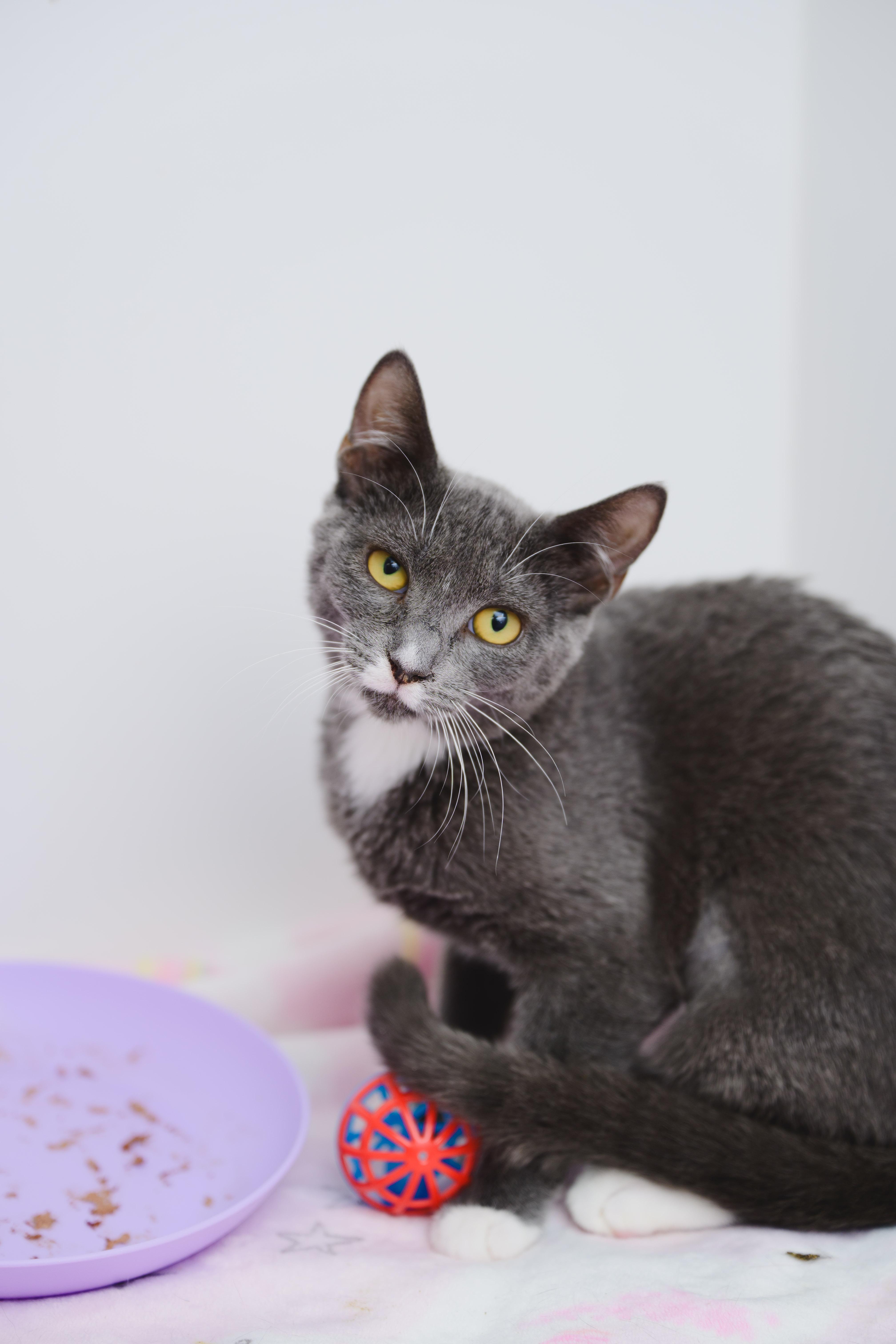 Petal, Adoptable, Young Female Domestic Short Hair.