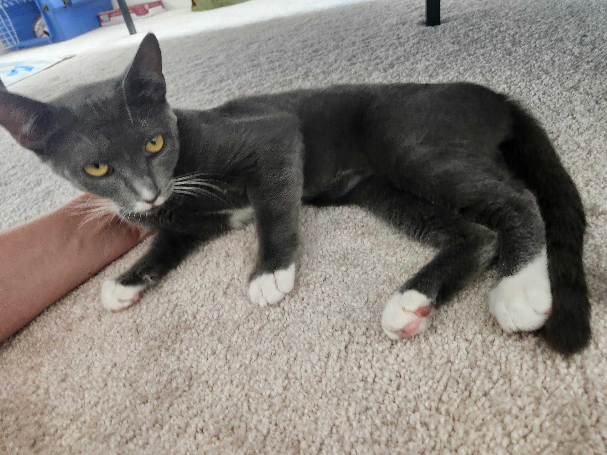 Enlarge Petal, a Adoptable Domestic Short Hair in Honolulu, HI image 3/6